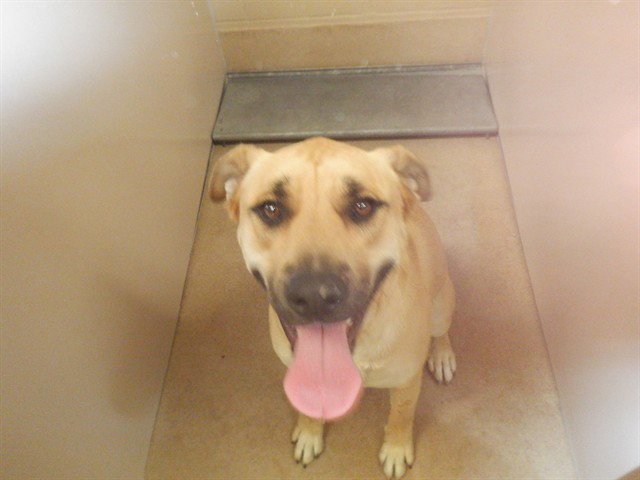 LUCY Image