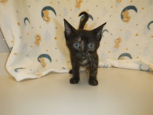 A1410806 - Domestic Short Hair available for adoption