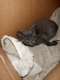 BRIENNE - Photo 1