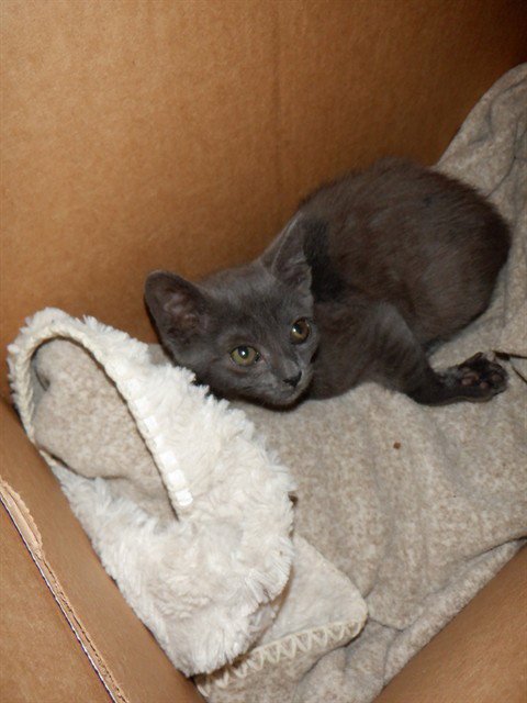 BRIENNE - Domestic Short Hair available for adoption