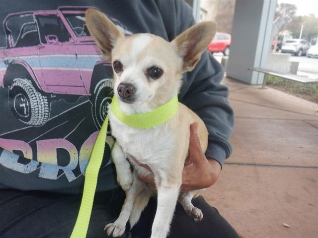 BONNIE - Chihuahua available for adoption