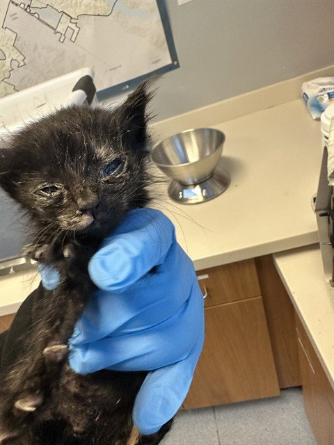 ESTRELLA - Domestic Short Hair available for adoption