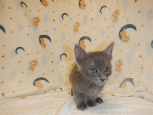 SOREN - Domestic Short Hair available for adoption