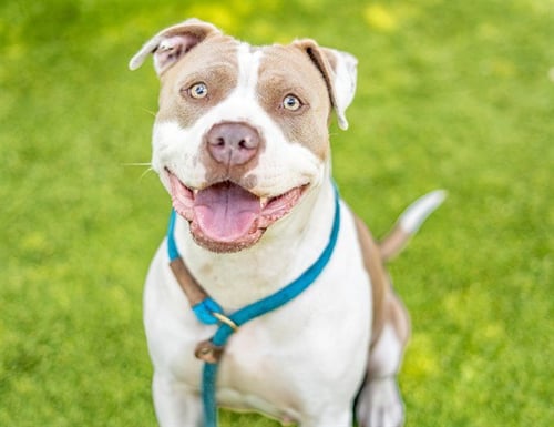 JULISSA - Pit Bull Terrier available for adoption