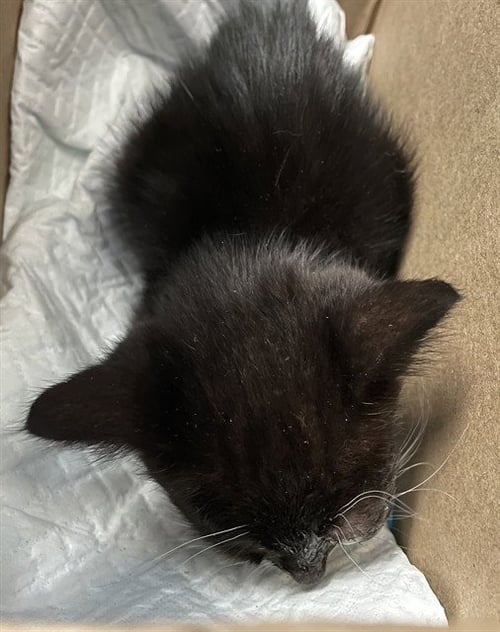 BANSHEE - Domestic Short Hair available for adoption