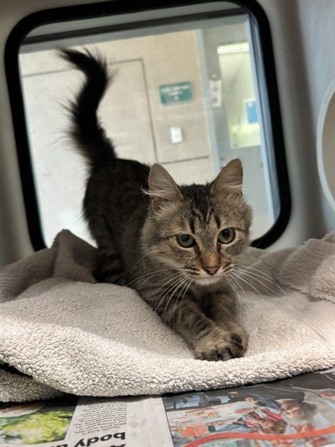 MICHELE - Domestic Short Hair available for adoption