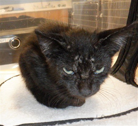 WOLFIE - Domestic Short Hair available for adoption