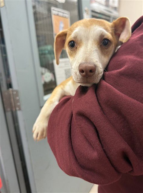 KEWPIE - Chihuahua available for adoption