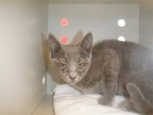 LUPE - Domestic Short Hair available for adoption