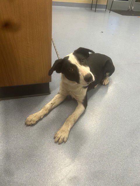 MAGNOLIA - Border Collie available for adoption