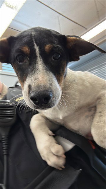 TOPH - Australian Cattle Dog/Blue Heeler / Rat Terrier available for adoption