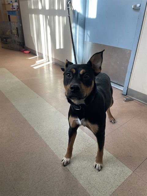 LIORA - Pit Bull Terrier available for adoption