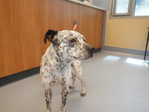 CHECKERS - Australian Cattle Dog/Blue Heeler available for adoption