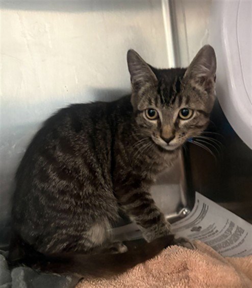 LALO - Domestic Short Hair available for adoption