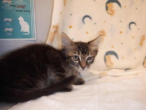 FREDDIE - Domestic Short Hair available for adoption