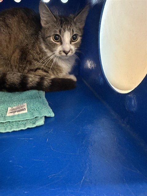 A1405385 - Domestic Short Hair for adoption in Santa Clara