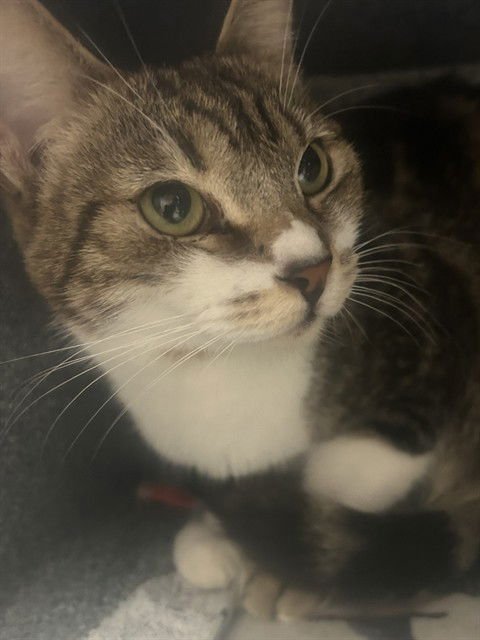 SOL - Domestic Short Hair available for adoption