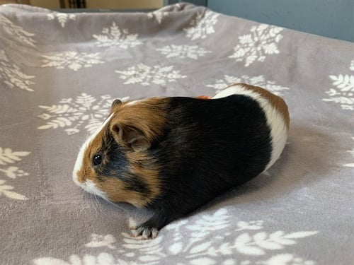 MOOSE - Guinea Pig available for adoption