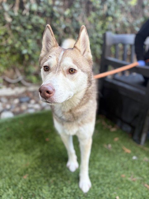 CANELA - Husky available for adoption