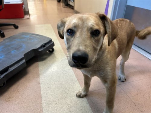 BESSY - Labrador Retriever available for adoption