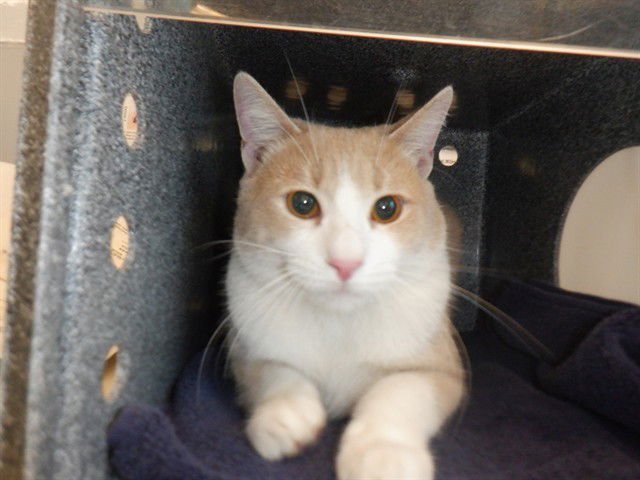 A1401334 - Domestic Short Hair available for adoption