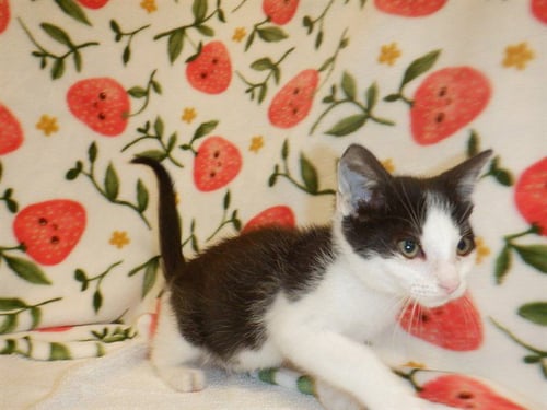 OZZY - Domestic Short Hair available for adoption