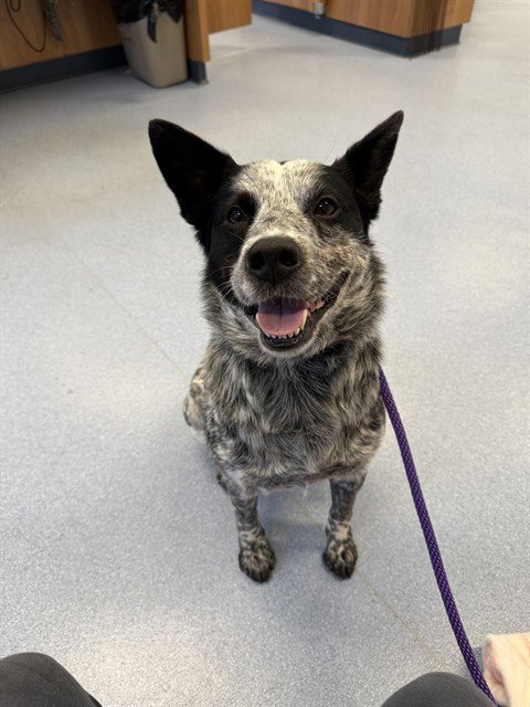ARTEMIS - Australian Cattle Dog/Blue Heeler available for adoption