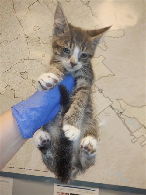 BANE - Domestic Short Hair available for adoption