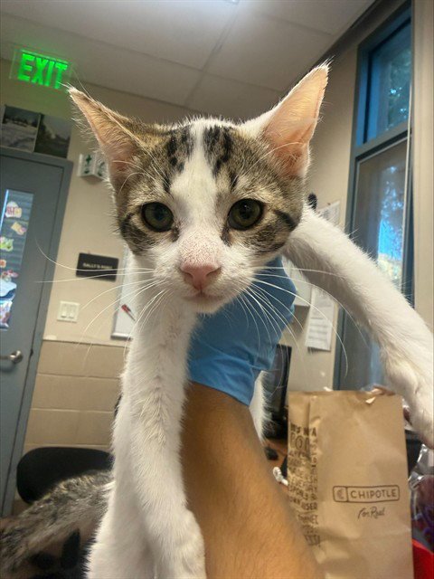 ALFRED - Domestic Short Hair available for adoption