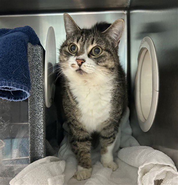 VENUS - Domestic Short Hair available for adoption