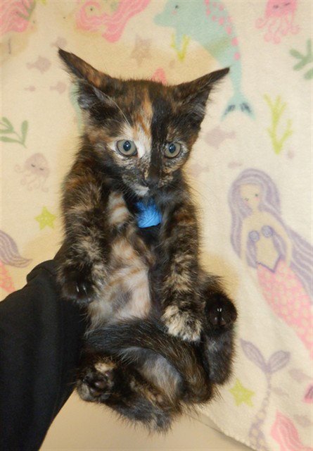 JELLY - Domestic Short Hair available for adoption