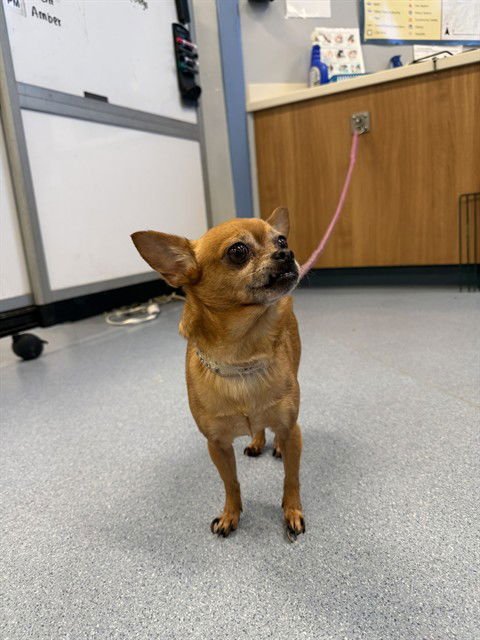 TINY - Chihuahua available for adoption