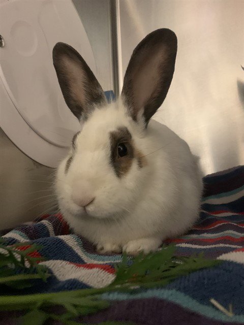 GIBSON - Shorthaired Rabbit available for adoption
