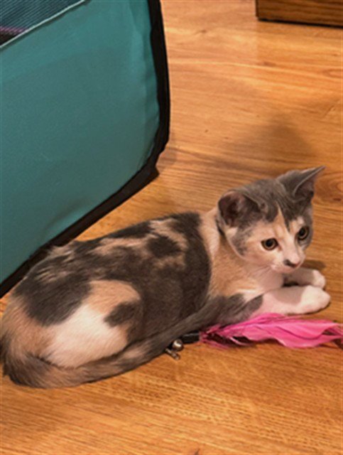 CALLIE - Domestic Short Hair available for adoption