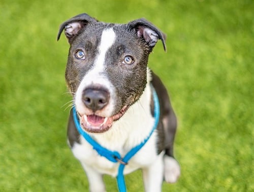 CABO - Pit Bull Terrier available for adoption