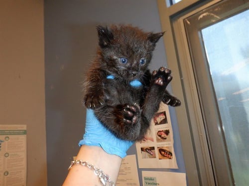 PERRI - Domestic Short Hair available for adoption