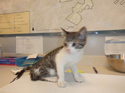 BILLY OCEAN - Domestic Short Hair available for adoption