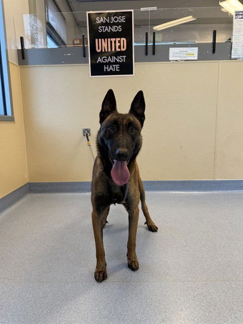 SPRING - Belgian Shepherd Malinois available for adoption