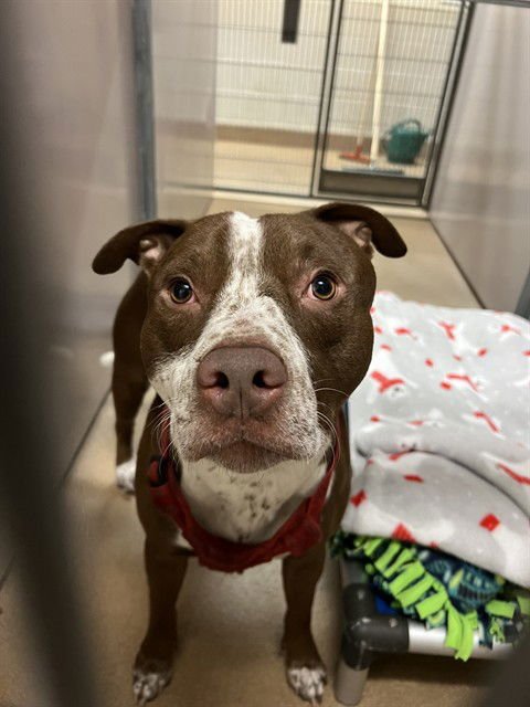 DEEVO - Pit Bull Terrier available for adoption