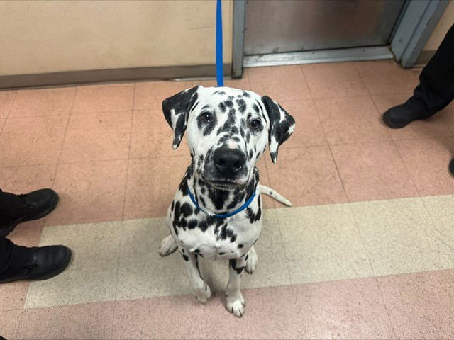 PONGO - Dalmatian available for adoption