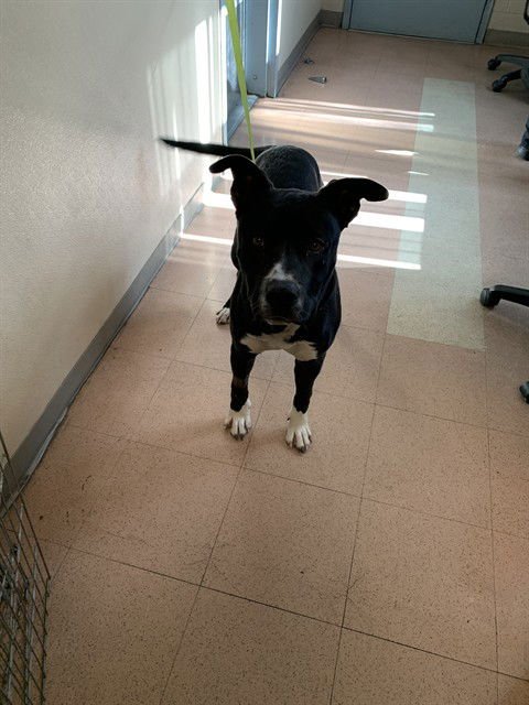 AYO - Pit Bull Terrier available for adoption