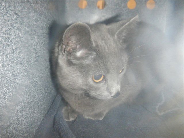 MEREDITH - Domestic Short Hair available for adoption