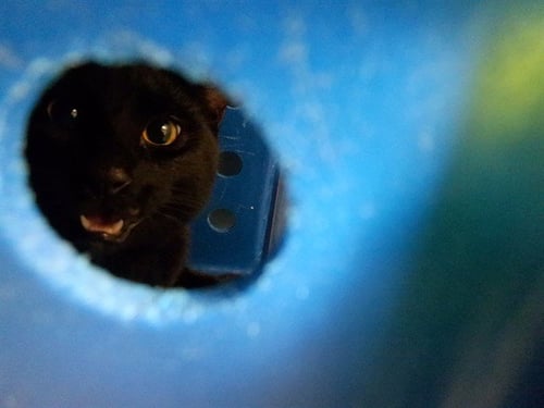 TOMAS - Domestic Short Hair for adoption in San Jose