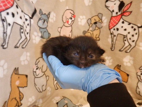 TINA TURNER - Domestic Short Hair available for adoption