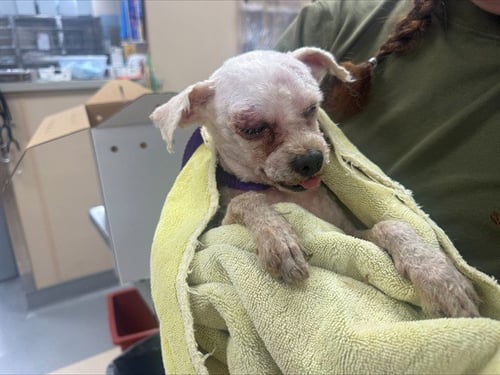 BUTTERS - Bichon Frise available for adoption