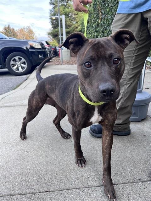 DIAMOND - American Pit Bull Terrier available for adoption