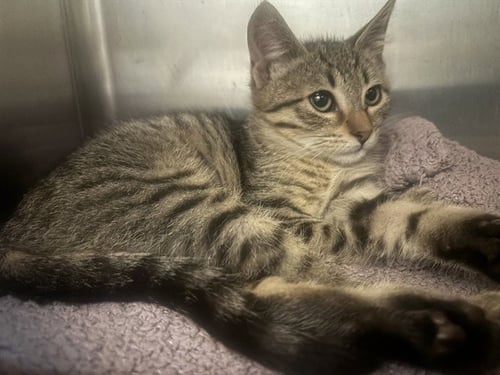 REYNA - Domestic Short Hair available for adoption