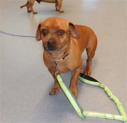 PORKCHOP - Dachshund available for adoption