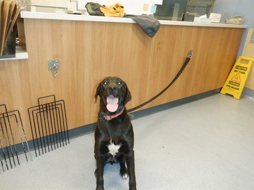 HAMILTON - Labrador Retriever / Pit Bull Terrier available for adoption