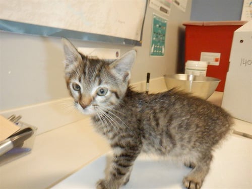 PIXIE - Domestic Short Hair available for adoption